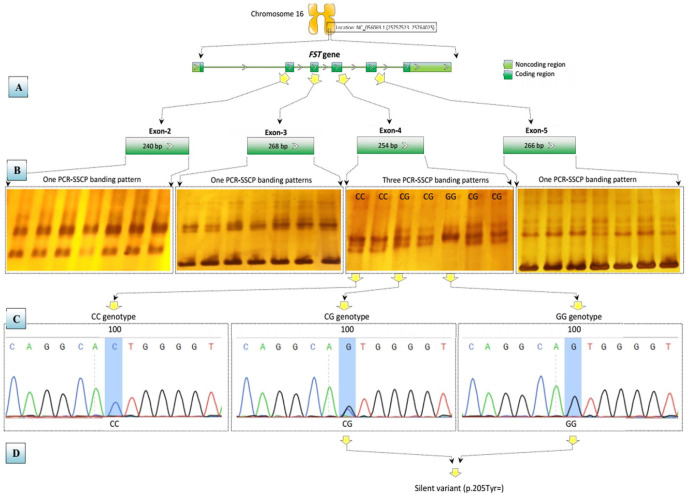 A Novel c.100C > G Mutation in the <i>FST</i> Gene and Its Relation With the Reproductive Traits of Awassi Ewes.