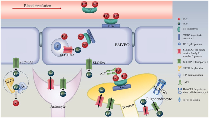 Brain iron content and cognitive function in patients with β-thalassemia.