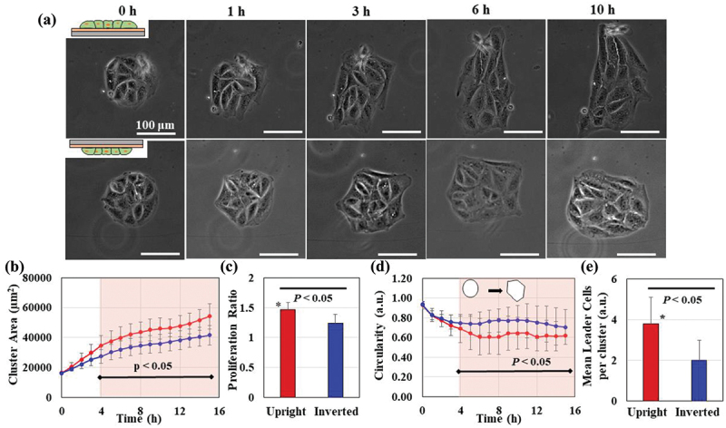 Photoactivatable surfaces resolve the impact of gravity vector on collective cell migratory characteristics.