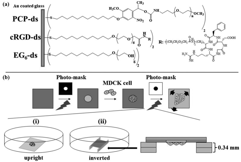 Photoactivatable surfaces resolve the impact of gravity vector on collective cell migratory characteristics.