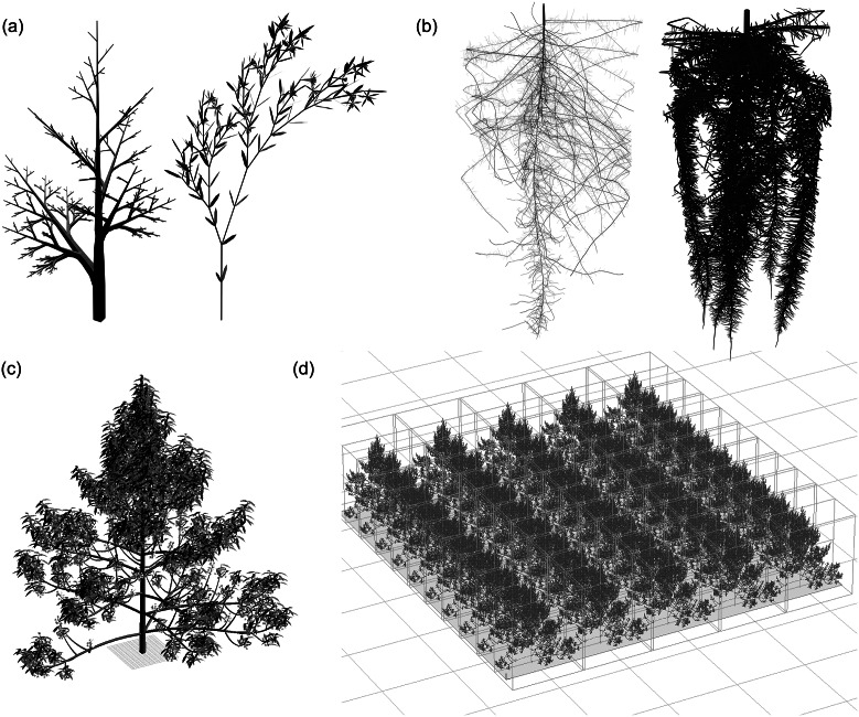 Towards modelling emergence in plant systems.