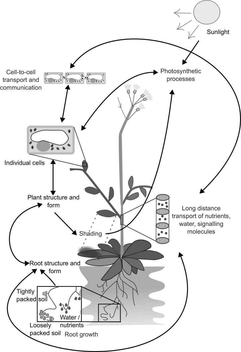 Towards modelling emergence in plant systems.