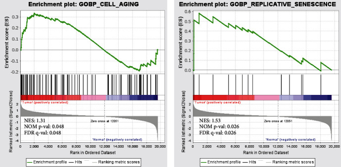 Eight Aging-Related Genes Prognostic Signature for Cervical Cancer.