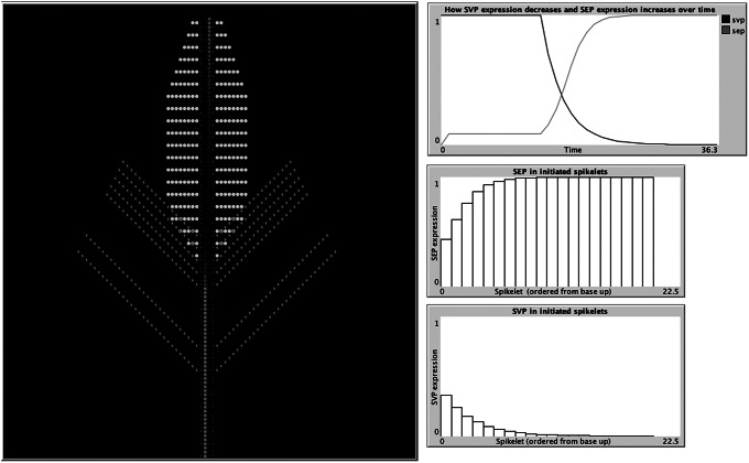 Towards modelling emergence in plant systems.