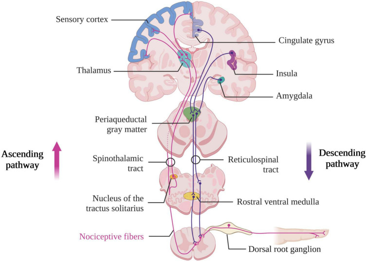 Assessment and management of pain/nociception in patients with disorders of consciousness or locked-in syndrome: A narrative review.