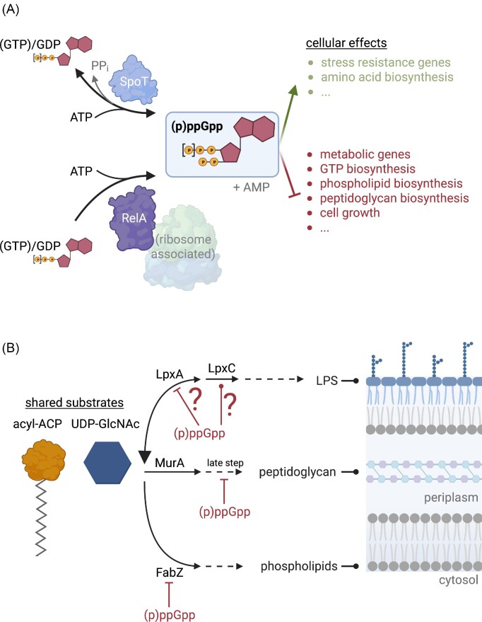 (p)ppGpp and moonlighting RNases influence the first step of lipopolysaccharide biosynthesis in <i>Escherichia coli</i>.