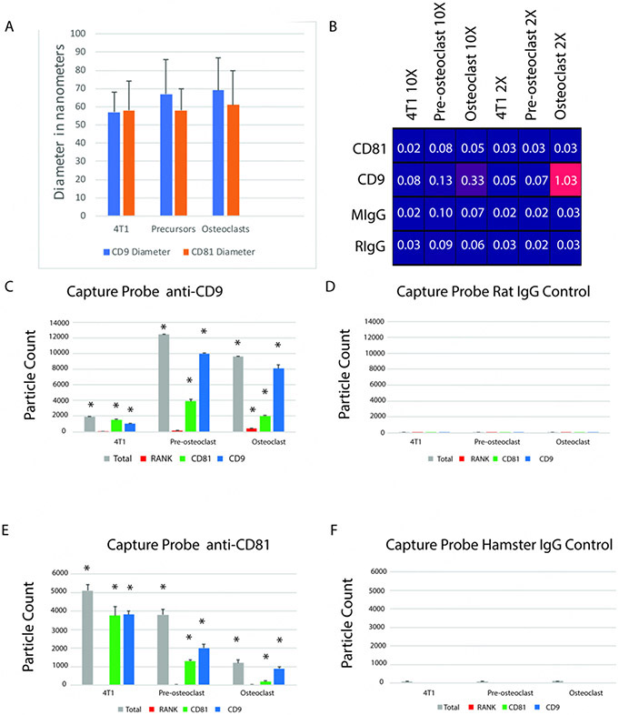 Receptor activator of nuclear factor-kappa B is enriched in CD9-positive extracellular vesicles released by osteoclasts.