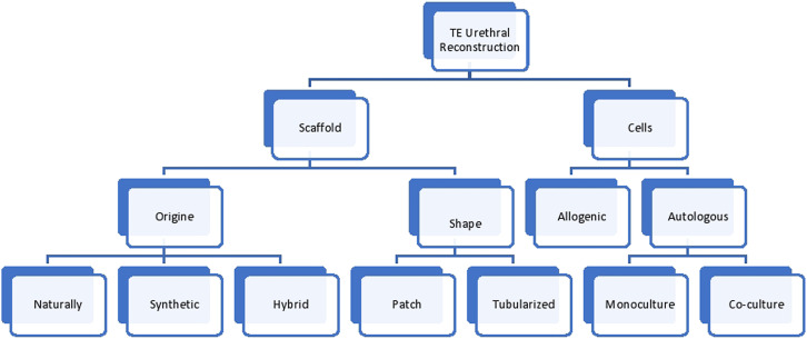 Tissue Engineering Graft for Urethral Reconstruction: Is It Ready for Clinical Application?