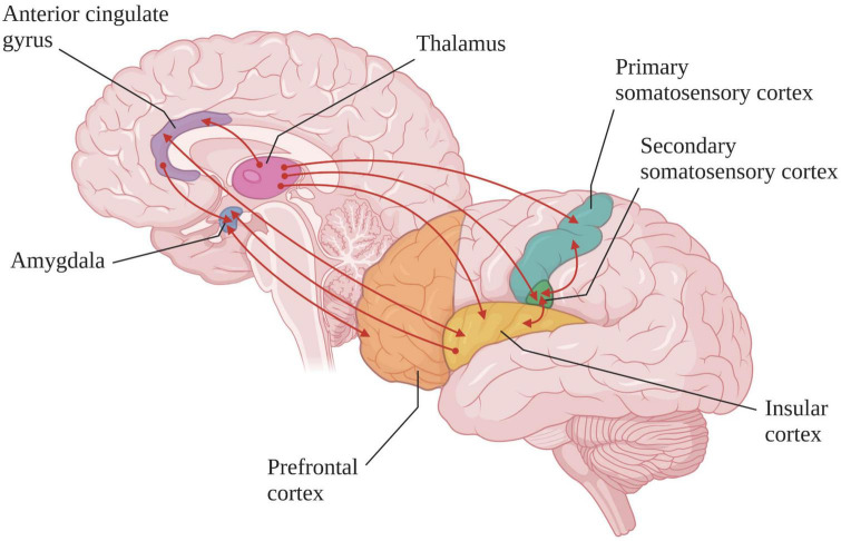 Assessment and management of pain/nociception in patients with disorders of consciousness or locked-in syndrome: A narrative review.