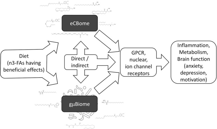 The Gut Microbiome-Endocannabinoidome Axis: A New Way of Controlling Metabolism, Inflammation, and Behavior.