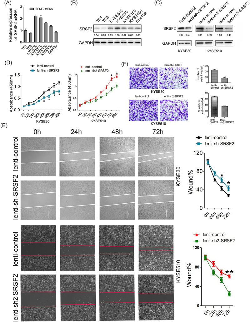 Serine-arginine splicing factor 2 promotes oesophageal cancer progression by regulating alternative splicing of interferon regulatory factor 3.