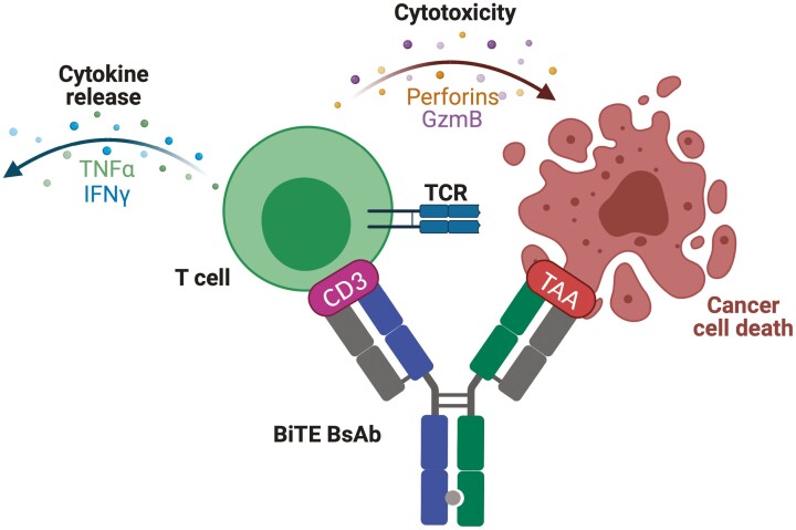 Combination therapies for the optimisation of Bispecific T-cell Engagers in cancer treatment.