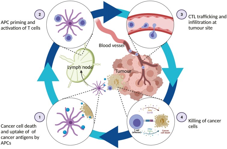 Combination therapies for the optimisation of Bispecific T-cell Engagers in cancer treatment.