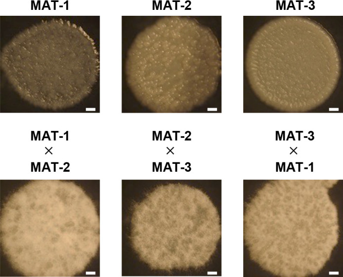 Mating Types of Ustilago esculenta Infecting Zizania latifolia Cultivars in Japan Are Biased towards MAT-2 and MAT-3.