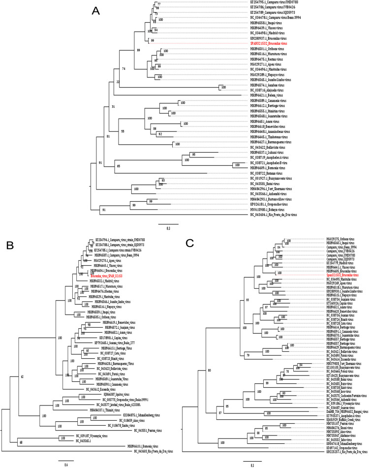 Genetic characterization of the rare Bruconha virus (Bunyavirales: Orthobunyavirus) isolated in Vale do Ribeira (Atlantic Forest biome), Southeastern Brazil.