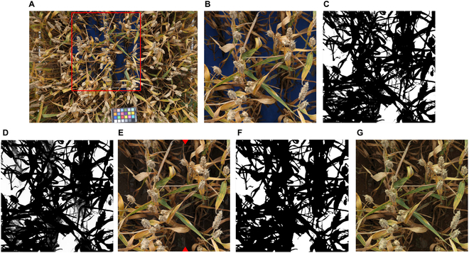 Combining High-Resolution Imaging, Deep Learning, and Dynamic Modeling to Separate Disease and Senescence in Wheat Canopies.