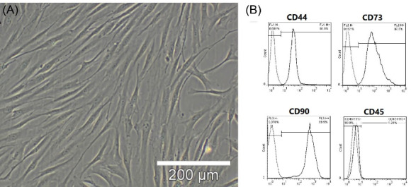 Bone marrow mesenchymal stem cells improve cognitive impairments induced by methamphetamine in rats and reduce relapse.