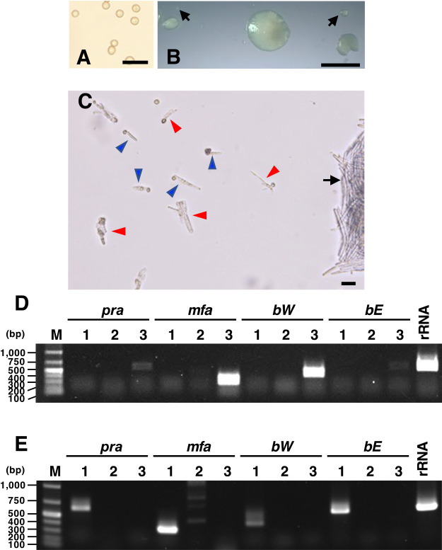 Mating Types of Ustilago esculenta Infecting Zizania latifolia Cultivars in Japan Are Biased towards MAT-2 and MAT-3.