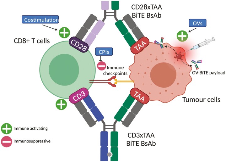 Combination therapies for the optimisation of Bispecific T-cell Engagers in cancer treatment.