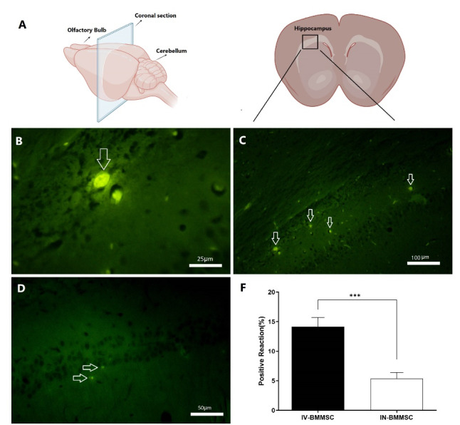 Bone marrow mesenchymal stem cells improve cognitive impairments induced by methamphetamine in rats and reduce relapse.