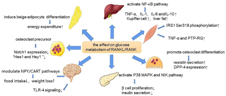 RANKL inhibition: a new target of treating diabetes mellitus?