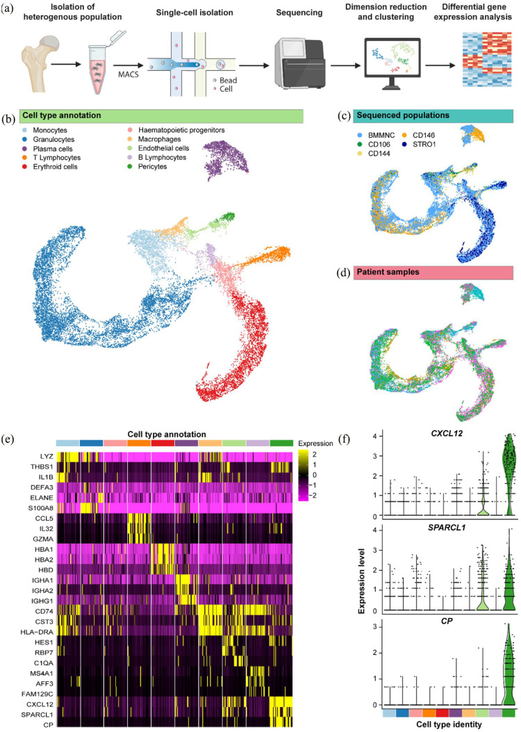 Single-cell RNA-sequence analysis of human bone marrow reveals new targets for isolation of skeletal stem cells using spherical nucleic acids.