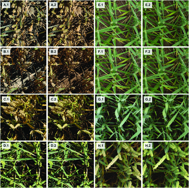 Combining High-Resolution Imaging, Deep Learning, and Dynamic Modeling to Separate Disease and Senescence in Wheat Canopies.