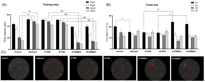 Bone marrow mesenchymal stem cells improve cognitive impairments induced by methamphetamine in rats and reduce relapse.