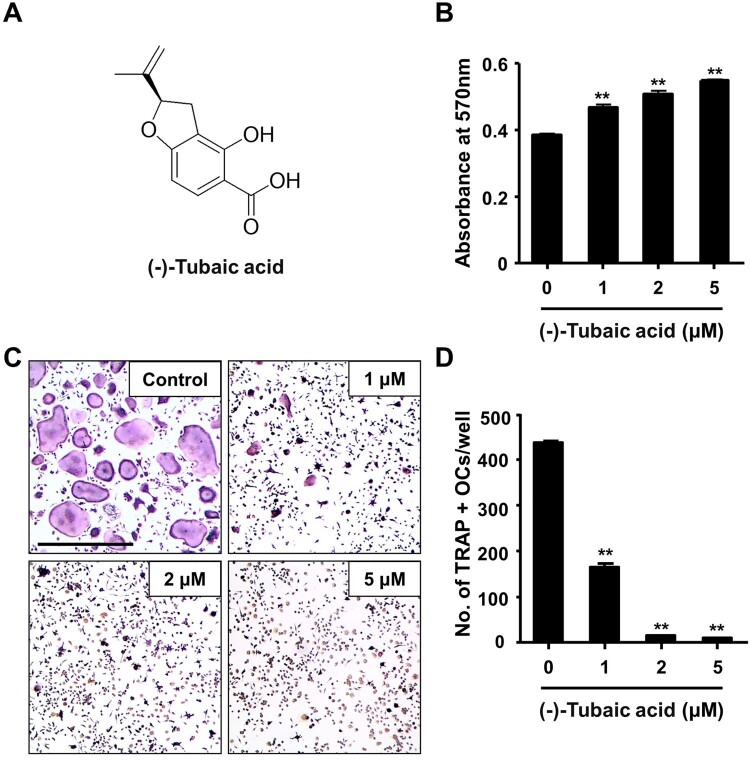 Suppressive effects of (-)-tubaic acid on RANKL-induced osteoclast differentiation and bone resorption.