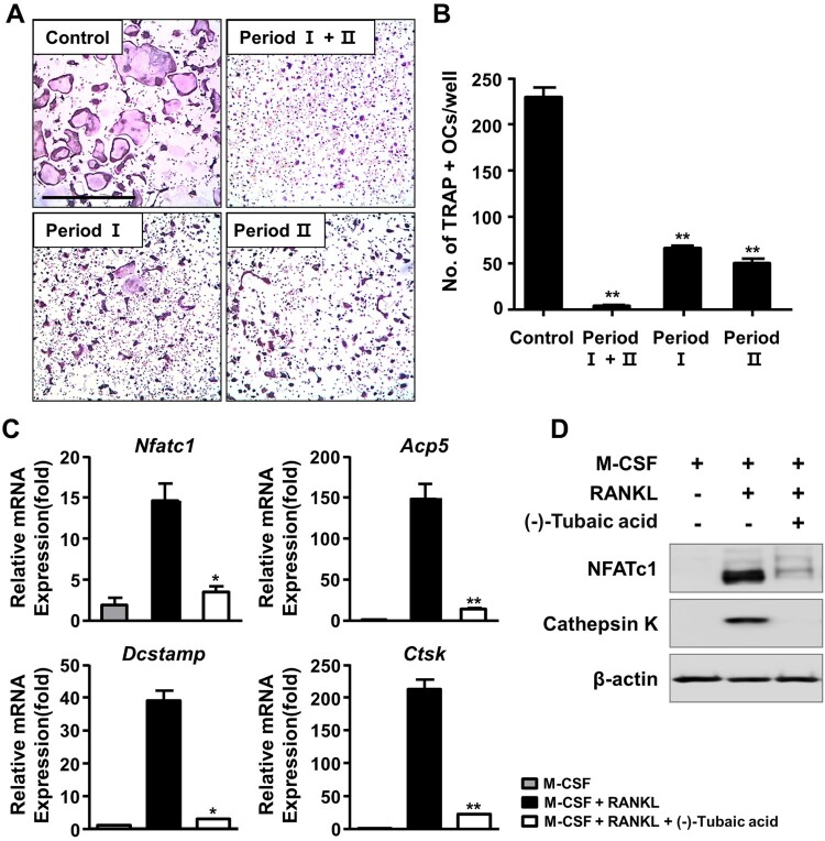 Suppressive effects of (-)-tubaic acid on RANKL-induced osteoclast differentiation and bone resorption.