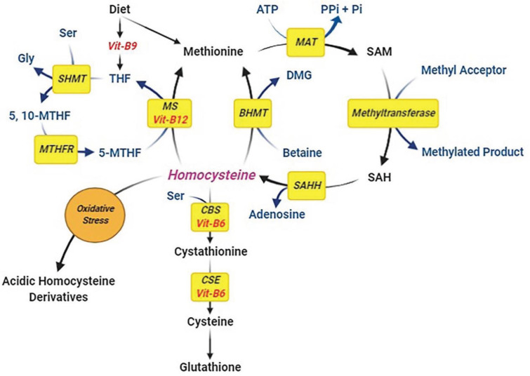 The Effects of Vitamin B-Complex Supplementation on Serum Homocysteine Levels and Migraine Severity in Children A Randomized Controlled Trial.