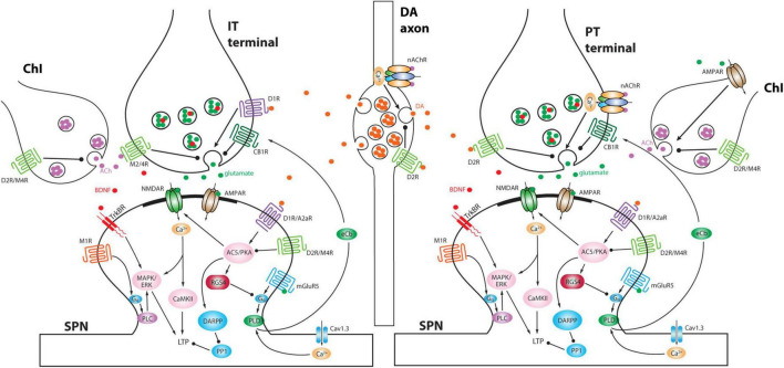 Rethinking the network determinants of motor disability in Parkinson's disease.