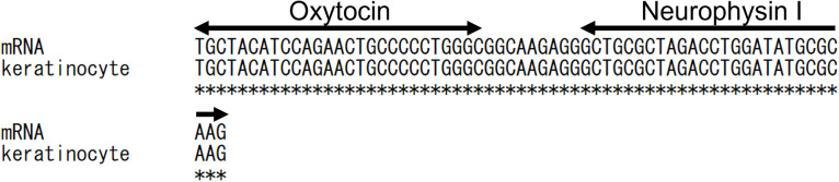 Revisiting oxytocin generation in keratinocytes.