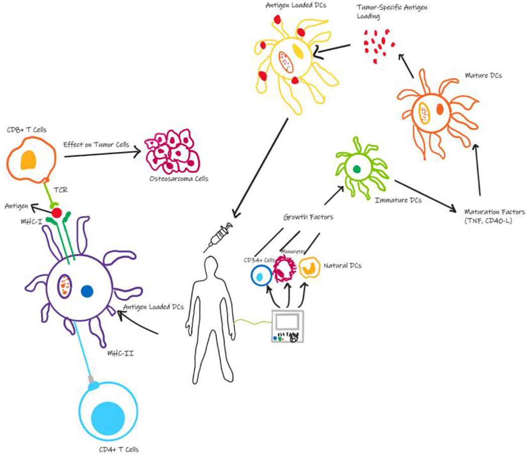 Immunotherapeutic Strategies in the Management of Osteosarcoma.