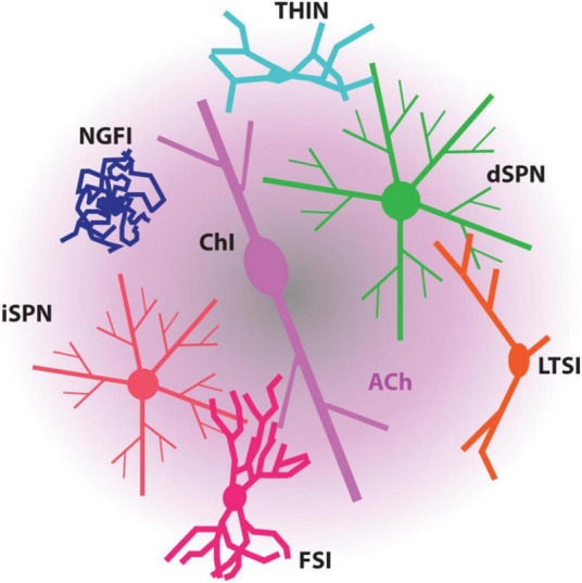 Rethinking the network determinants of motor disability in Parkinson's disease.