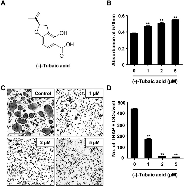 Suppressive effects of (-)-tubaic acid on RANKL-induced osteoclast differentiation and bone resorption.