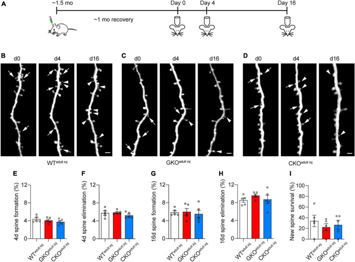 The effect of single-cell knockout of Fragile X Messenger Ribonucleoprotein on synaptic structural plasticity.