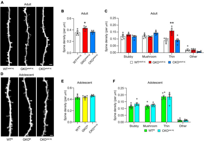 The effect of single-cell knockout of Fragile X Messenger Ribonucleoprotein on synaptic structural plasticity.