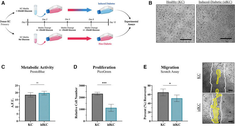 Tailoring the secretome composition of mesenchymal stem cells to augment specific functions of epidermal regeneration: an <i>in vitro</i> diabetic model.