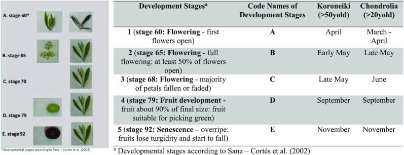 Above- and below-ground microbiome in the annual developmental cycle of two olive tree varieties.