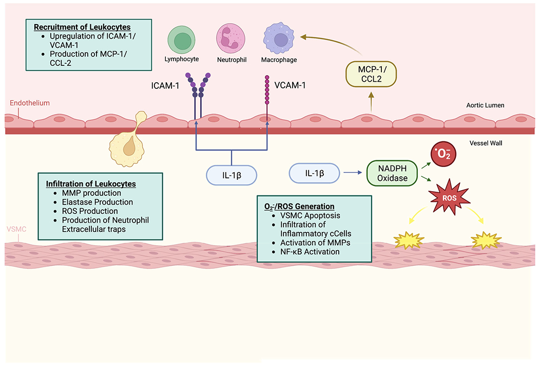 IL-1 in Abdominal Aortic Aneurysms.