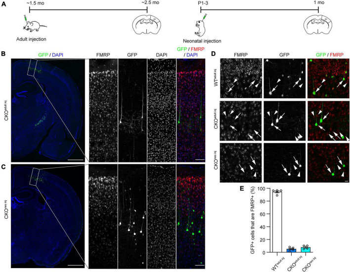 The effect of single-cell knockout of Fragile X Messenger Ribonucleoprotein on synaptic structural plasticity.