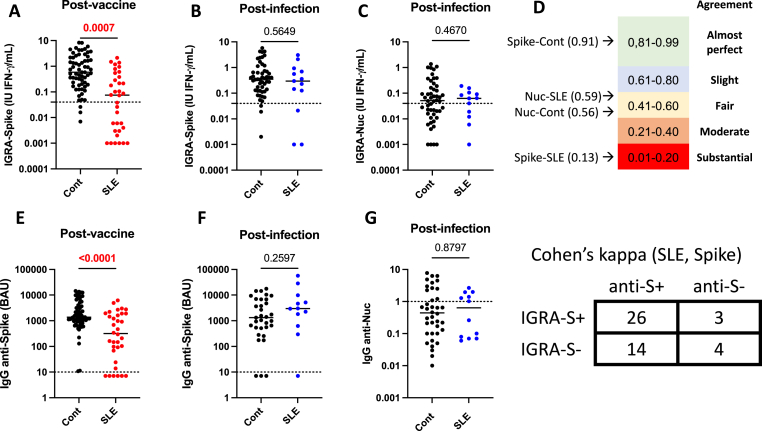 Glucocorticoids selectively affect the memory T cell response to SARS-Cov2 spike in vaccinated and post-infected patients with systemic lupus erythematosus