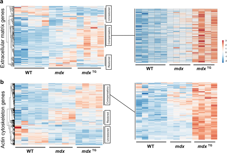 Multi-omics analysis of sarcospan overexpression in mdx skeletal muscle reveals compensatory remodeling of cytoskeleton-matrix interactions that promote mechanotransduction pathways.