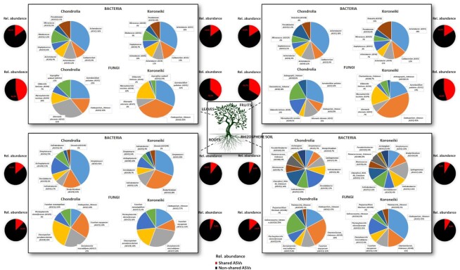 Above- and below-ground microbiome in the annual developmental cycle of two olive tree varieties.