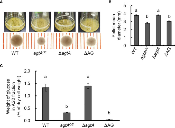 Cleavage of α-1,4-glycosidic linkages by the glycosylphosphatidylinositol-anchored α-amylase AgtA decreases the molecular weight of cell wall α-1,3-glucan in <i>Aspergillus oryzae</i>.