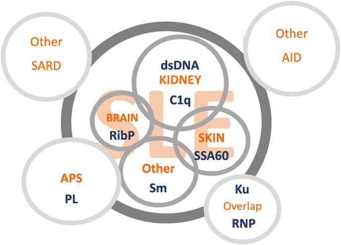 Autoantibodies to dsDNA in the diagnosis, classification and follow-up of patients with systemic lupus erythematosus