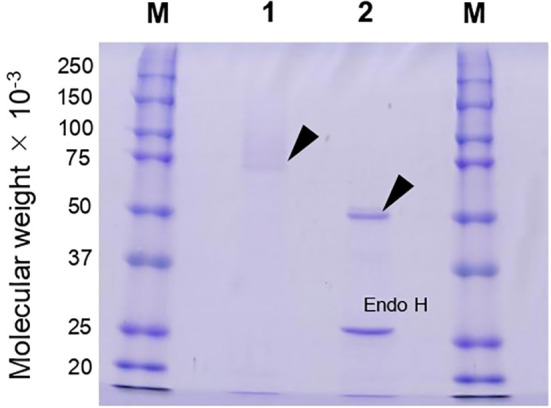 Cleavage of α-1,4-glycosidic linkages by the glycosylphosphatidylinositol-anchored α-amylase AgtA decreases the molecular weight of cell wall α-1,3-glucan in <i>Aspergillus oryzae</i>.