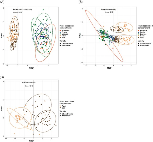 Above- and below-ground microbiome in the annual developmental cycle of two olive tree varieties.