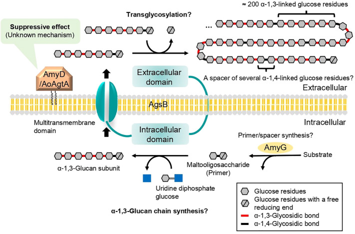 Cleavage of α-1,4-glycosidic linkages by the glycosylphosphatidylinositol-anchored α-amylase AgtA decreases the molecular weight of cell wall α-1,3-glucan in <i>Aspergillus oryzae</i>.